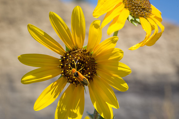 Sunny Day