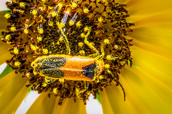 Pollen