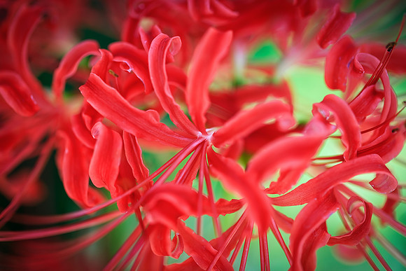 Red Bliss