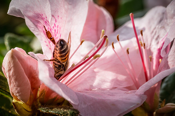 Bee