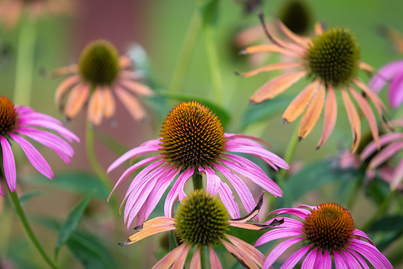 _MG_7592-Edit
